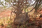 Pyrenacantha malvifolia Ghazi dole GPS186 Kenya 2014 Christian IMG_4643.jpg